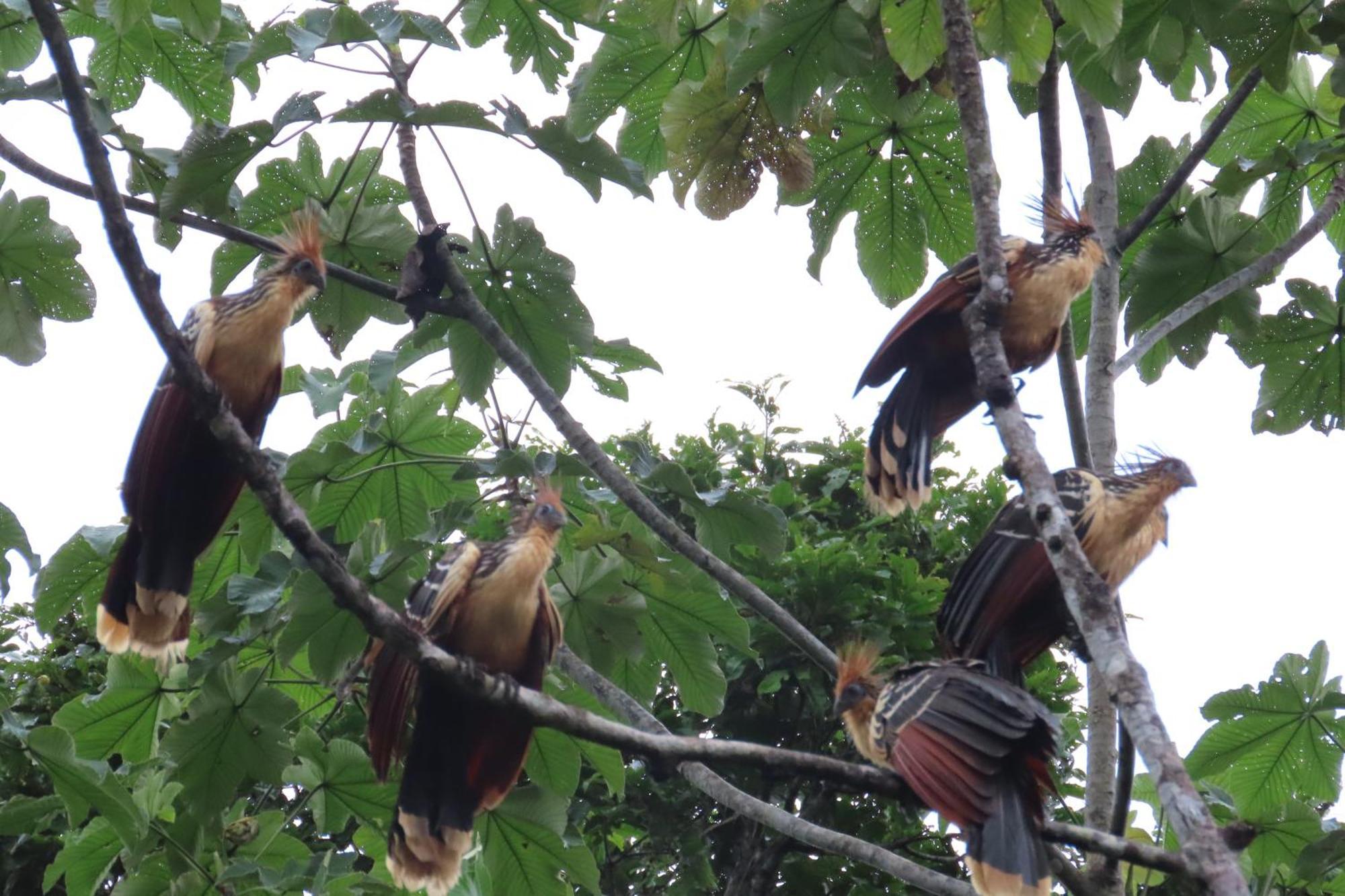 Hospedaje Y Tours Reina Arriera Amazonas Colombia Macedonia Екстер'єр фото