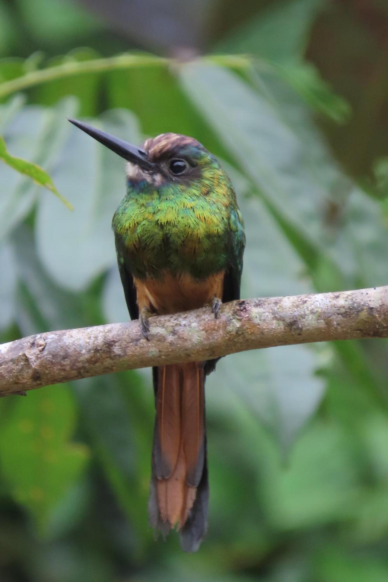 Hospedaje Y Tours Reina Arriera Amazonas Colombia Macedonia Екстер'єр фото